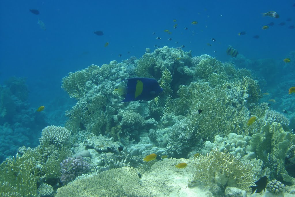 Arabian angel near Conrad International Sharm El Sheikh Resort (Ангел арабский (асфур) Pomacanthus asfur возле отеля Конрад, Шарм-эль-Шейх) by Ilyas Sadiev