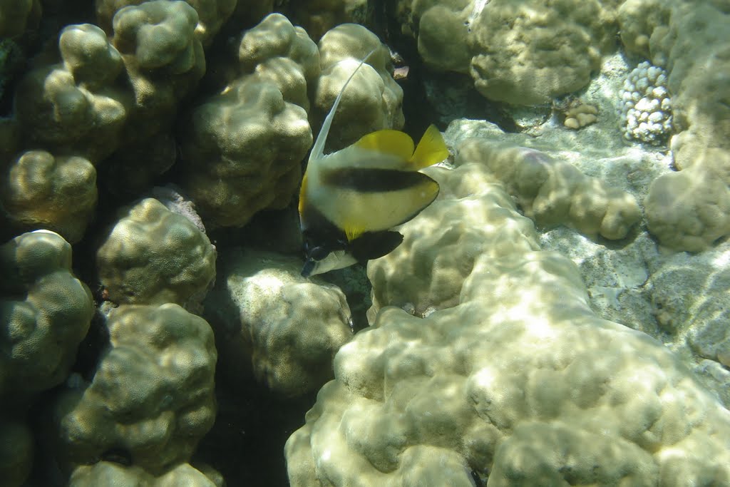 Reef bannerfish near Conrad International Sharm El Sheikh Resort (Бабочка вымпельная белоперая Heniochus acuminatus возле отеля Конрад, Шарм-эль-Шейх) by Ilyas Sadiev