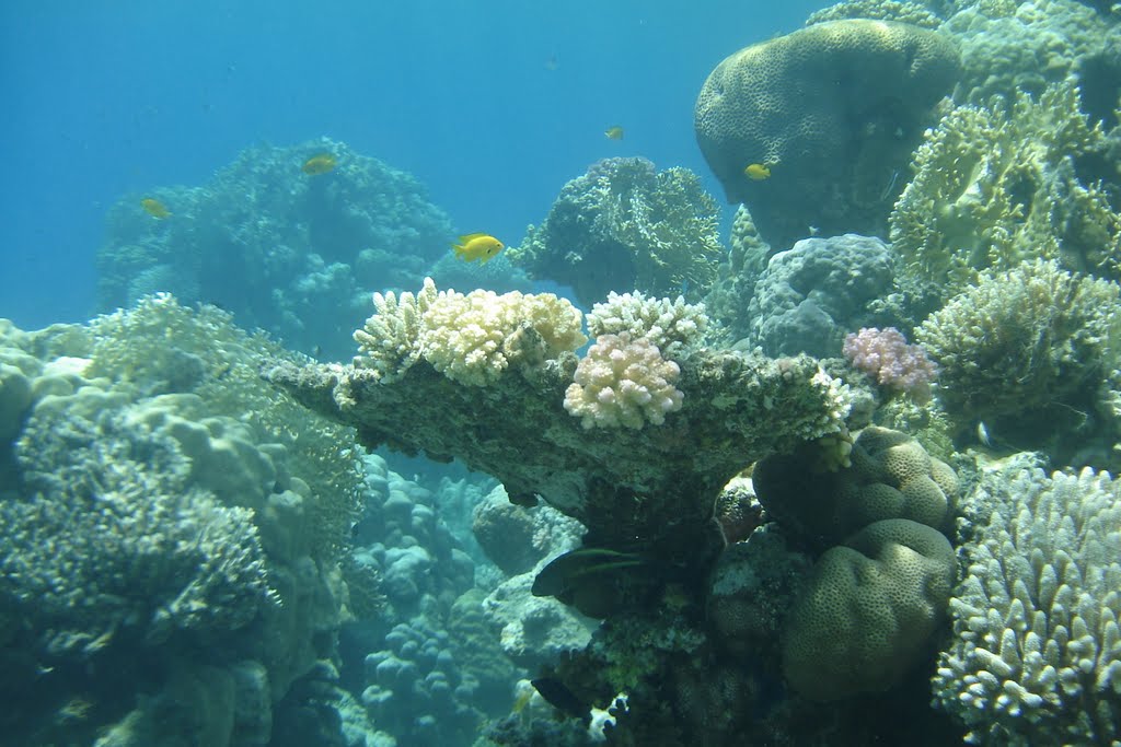 Underwater view near Conrad International Sharm El Sheikh Resort (Подводный вид возле отеля Конрад, Шарм-эль-Шейх) by Ilyas Sadiev