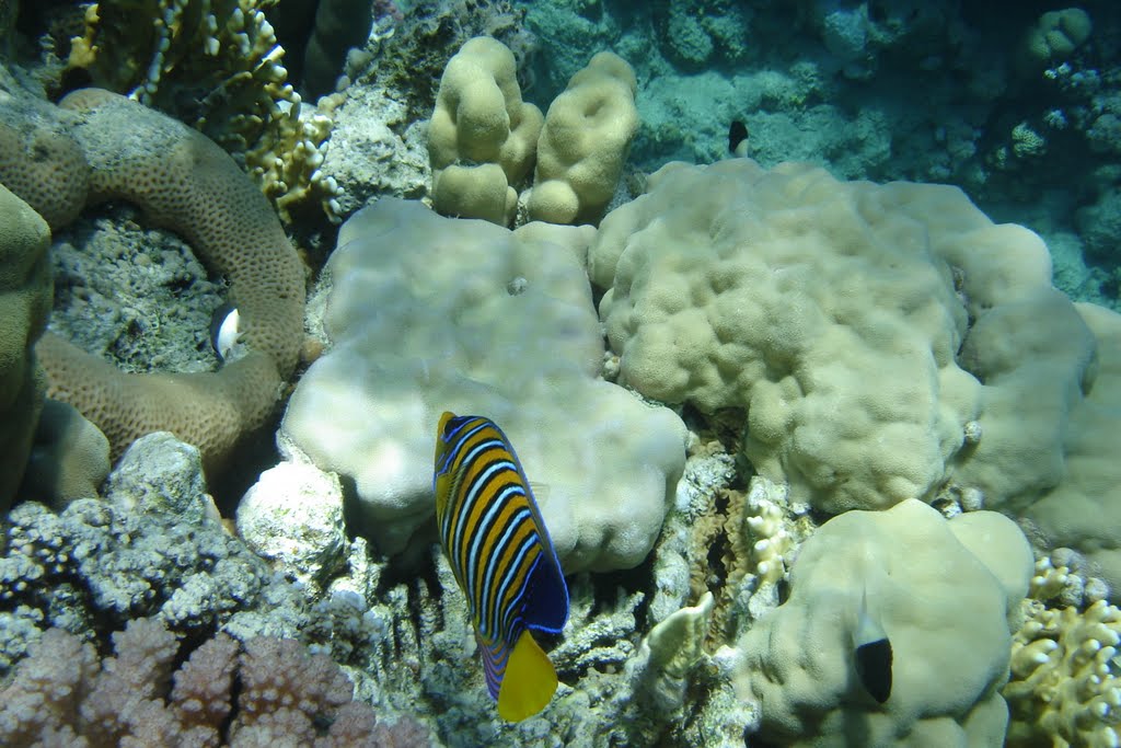 Royal angel near Conrad International Sharm El Sheikh Resort (Королевский ангел, Pygoplites diacanthus возле отеля Конрад, Шарм-эль-Шейх) by Ilyas Sadiev