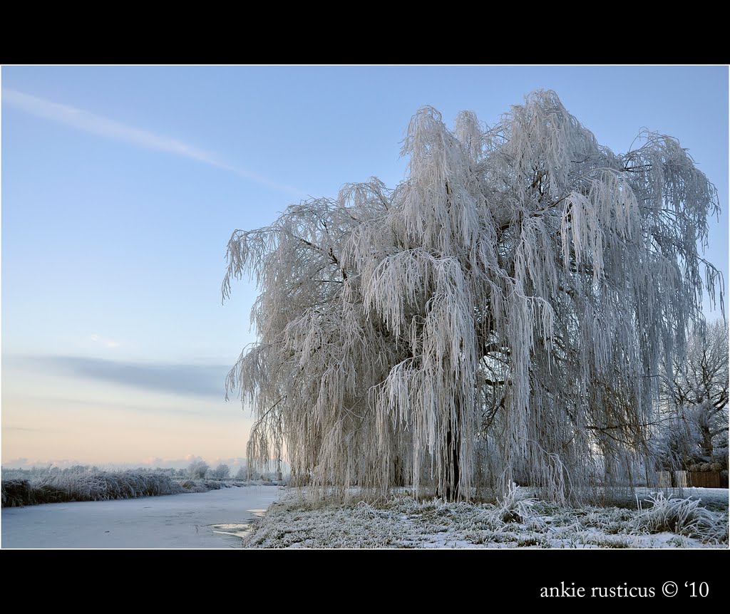 Weeping Willow is Frozen by Ankie Rusticus