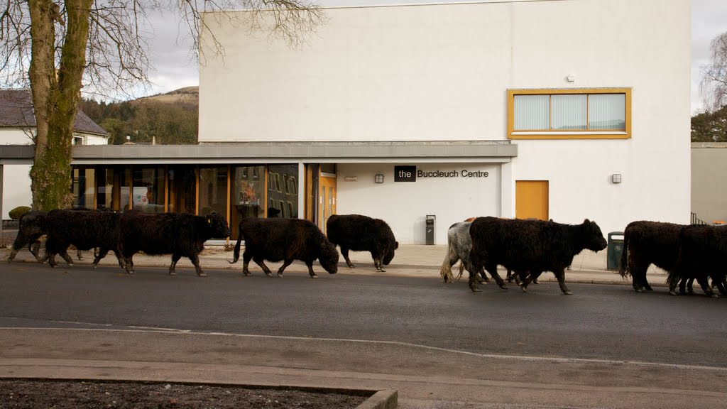 The Buccleuch Centre by Kevin McCartney