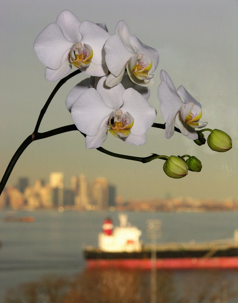 Jen's Orchid towers over the New York Harbor by Mohamed Shams