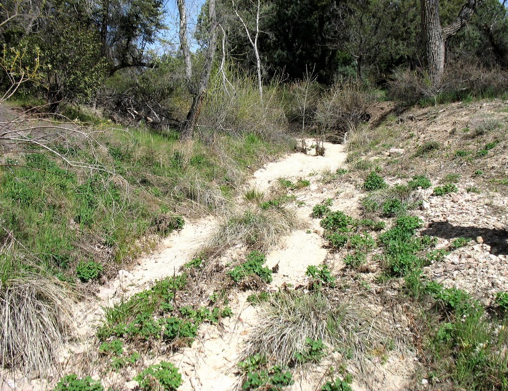 Small Natural Drainage Feature In Northern Pinal County by CWanamaker