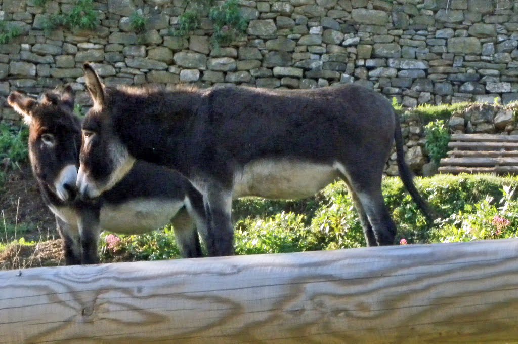 9nov2010 donkeys with a lot of love by esseil panoramio