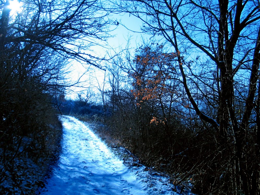 Badnje jutro 2011. Zasijao prvi cerov list pored puta. Nismo ga ubrali za badnjak da bi krasio put svima koji su ovim povodom jutros došli na Koritnik by dragansremac