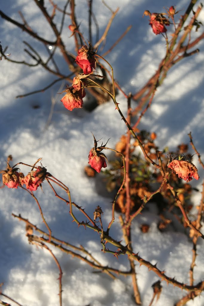 Winter roses by Alexander_121