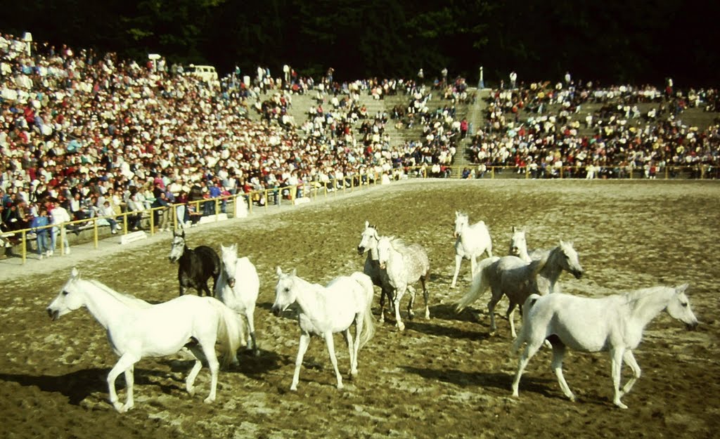 Marbach Hengstparade Araber D1987-09-00_007 © http://www.fahidi.eu by Béla Fahidi