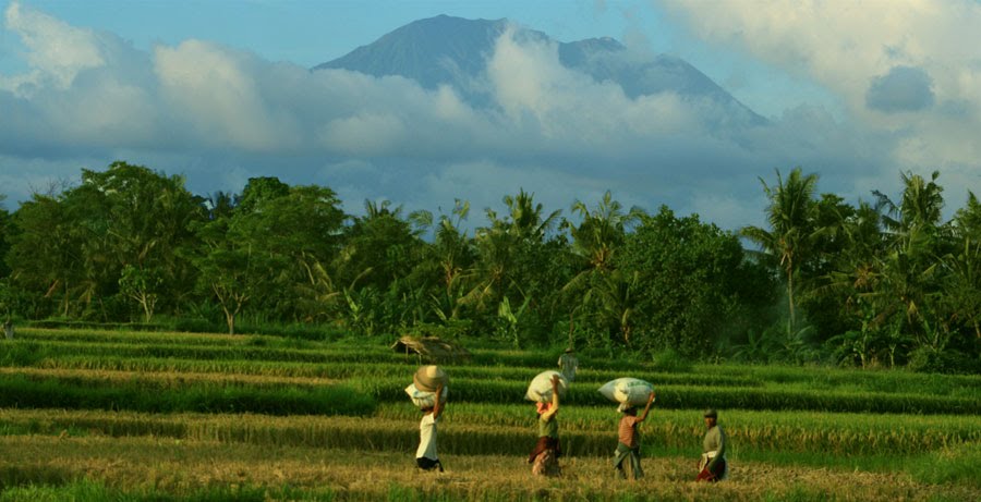 Paddy Field view Mount Agung Bali by me_sulis