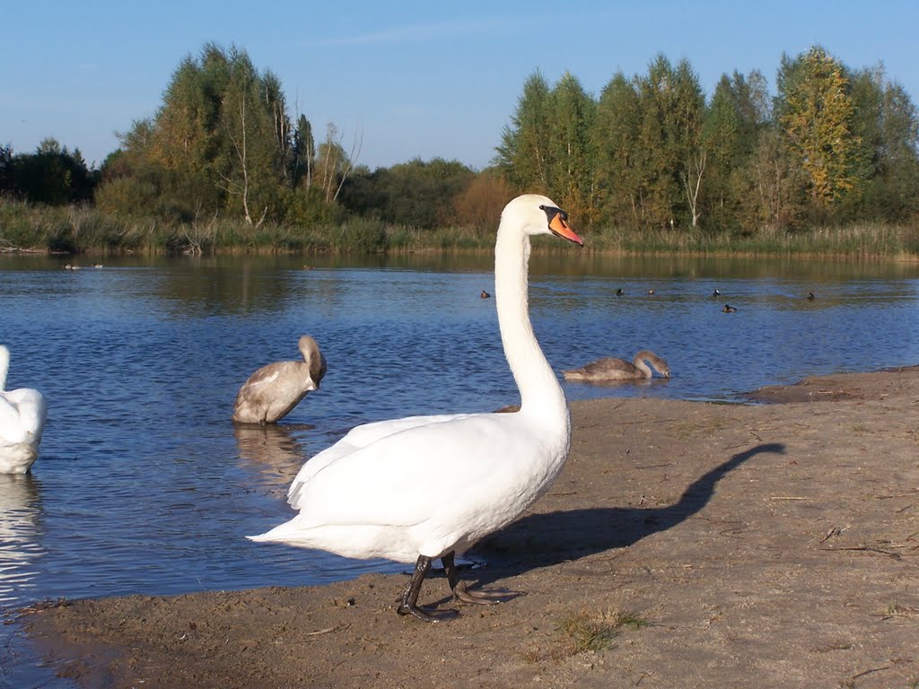 Begegnung am Kaulsdorfer See 2010-10-11 by railmike