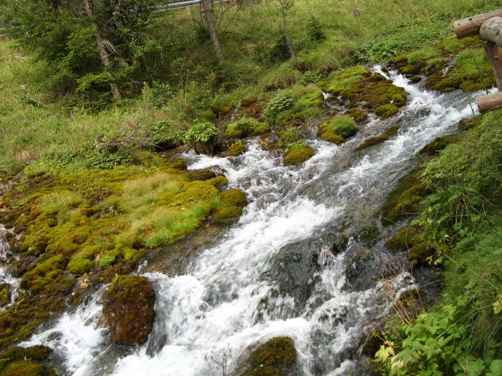 Acqua, muschi e pineta by leonelli284