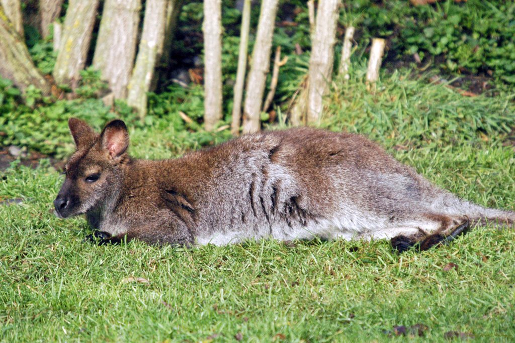 Willowbank_Wildlife_Reserve-16 by Bob DeMay