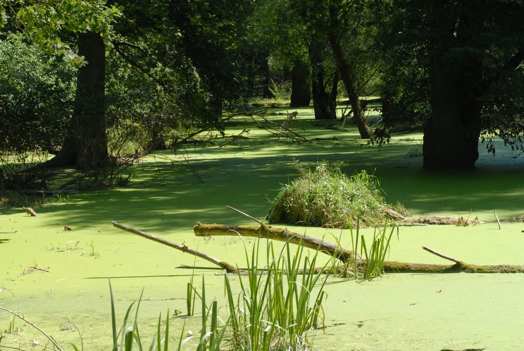 Wasserlinsen auf einem Altrheingewässer bei Sondernheim by Andreas-Müller