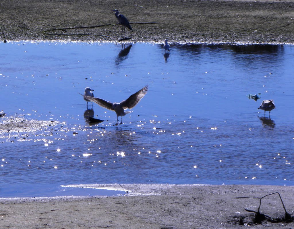 As gaivotas e o pelicano by abilio maia