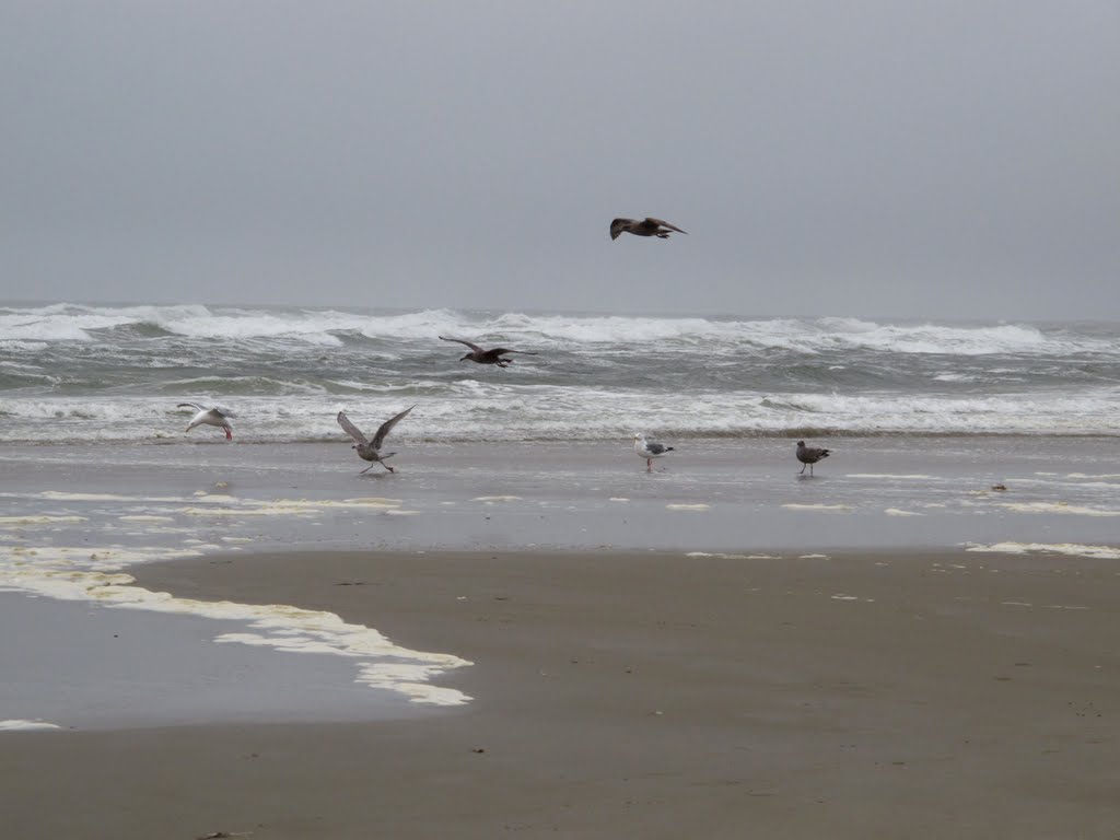 Seagulls and Waves by Sue Collins