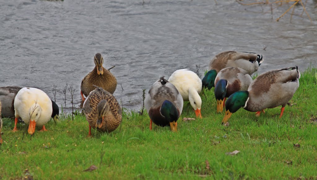 Patos-reais na Pateira, Fermentelos - Águeda by João Paulo Coutinho