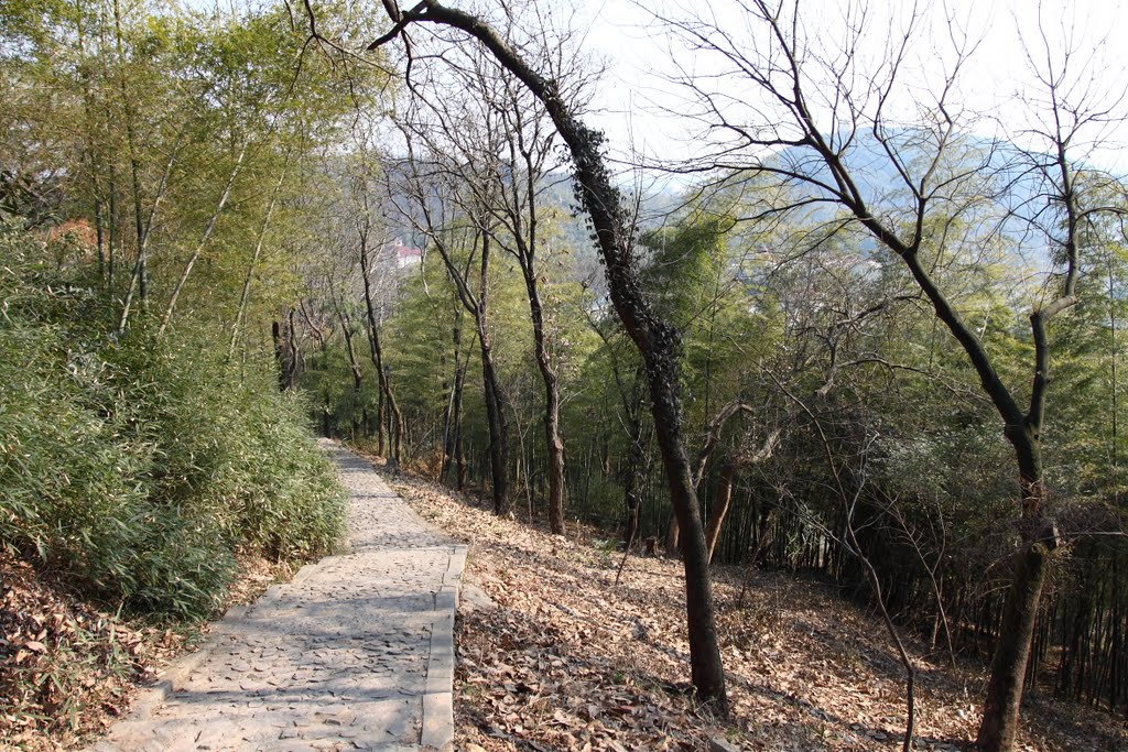 上海佘山 Sheshan National Forest Park by wecn.org