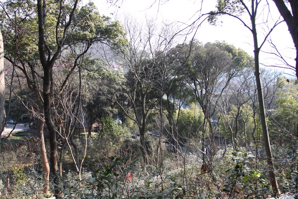 上海佘山 Sheshan National Forest Park by cnopera.org