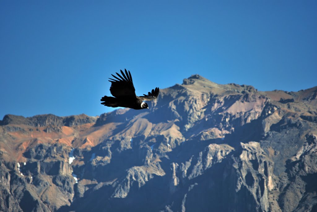 Caňon del Colca - kondor by Pavel Špindler