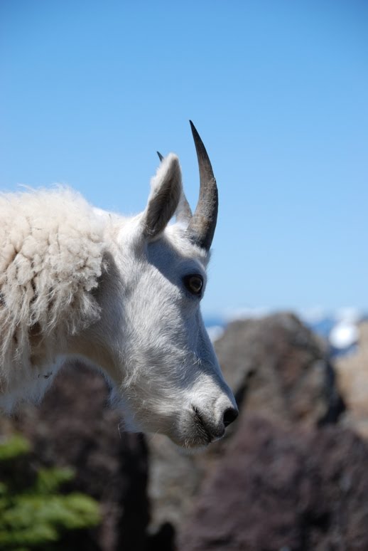 Mountain Goat by bencarlson56