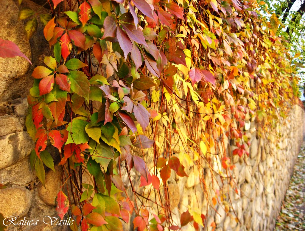 Autumn colors by raluka zuby