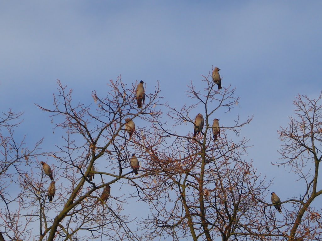 ( Winter)-Besuch aus Rußland , der Seidenschwanz (Bombycilla garrulus) kann bis zu 13 Jahre alt werden (зимой - Посетители из России, Ваксвинг (Bombycilla garrulus) может быть до 13 лет) by jörg kuphal