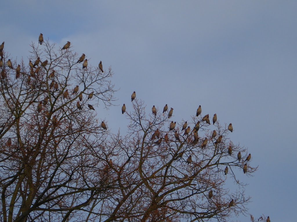 ( Winter-) Besuch aus der Taiga Zone , Seidenschwanz (Bombycilla garrulus) , ein geselliger Vogel , ( зимой - Гости из таежной зоны, Ваксвинг (Bombycilla garrulus), общительный птицы) by jörg kuphal