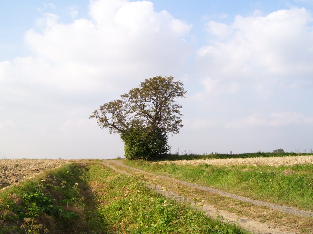 Tilleul angle des chemins du grand Riez et des deux Tilleuls by Waingnier Jean-Pierre