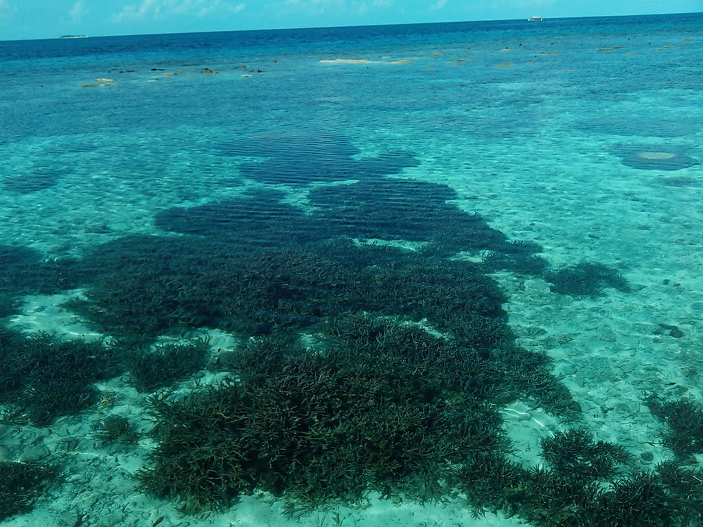 Garden of corals by Giuseppe Simone