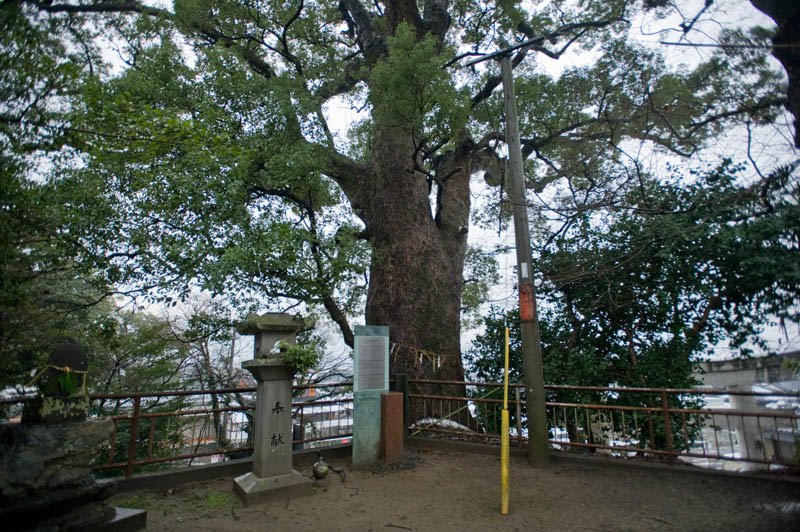 大楠 Huge Camphor tree by 石津安信