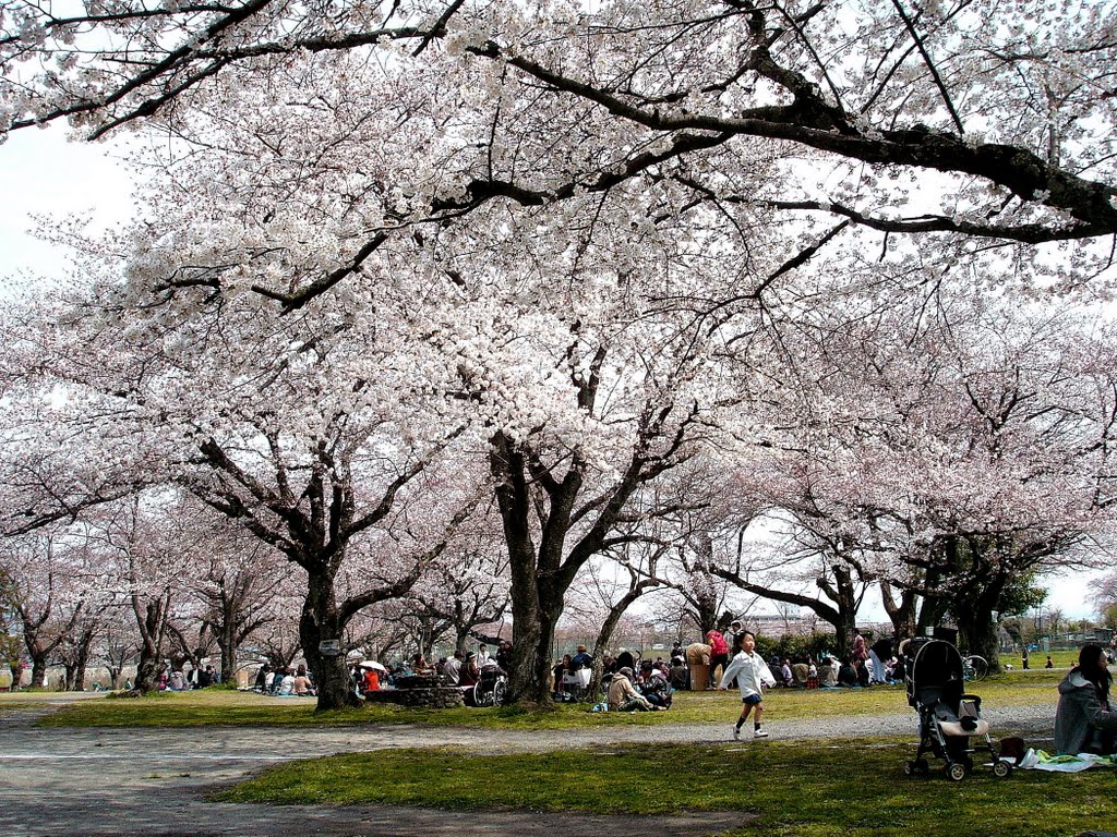 京都 嵐山公園 by Percy Tai  漆園童