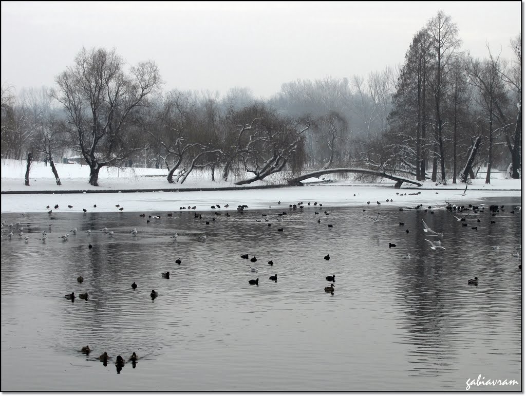 Iarna pe lac - parcul Tineretului Bucuresti by Gabriel Avramovici