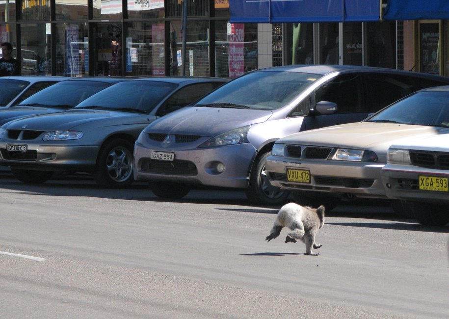 Koala crossing main street by thomasrosenzweig