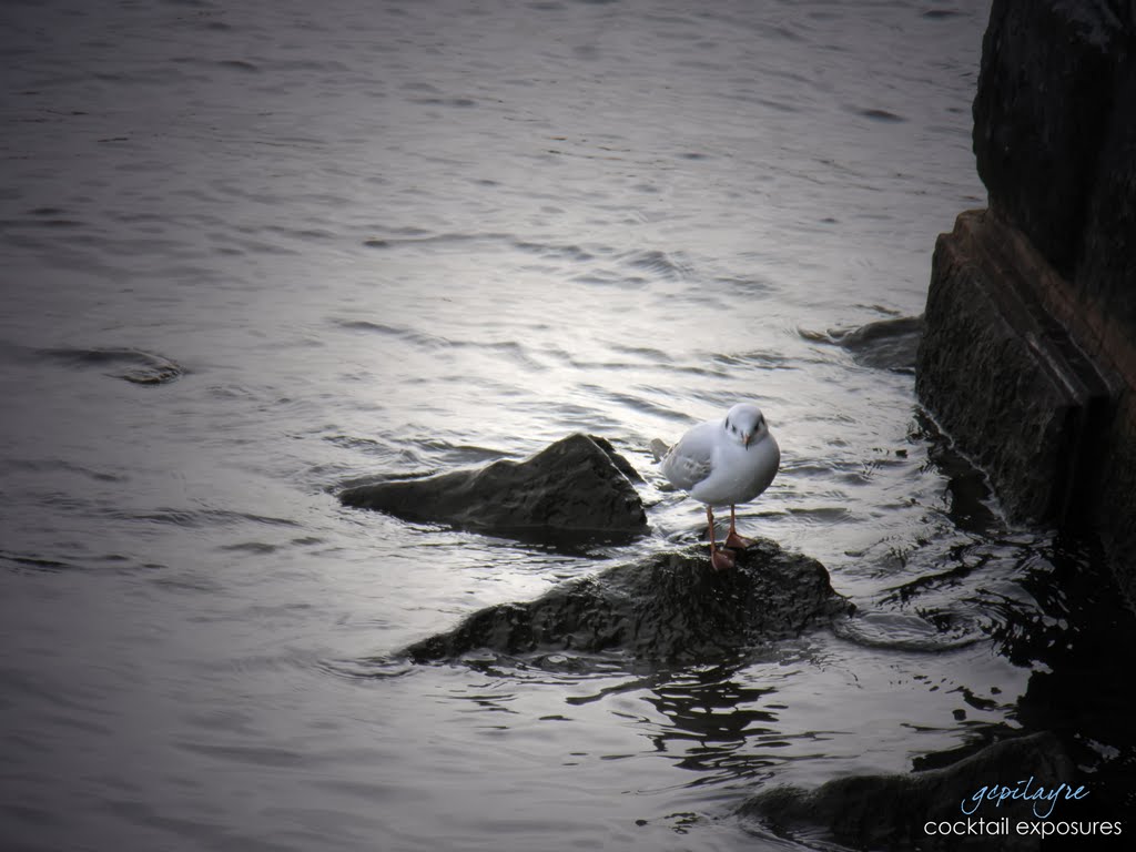 J. Livingstone Seagull by GPilayre