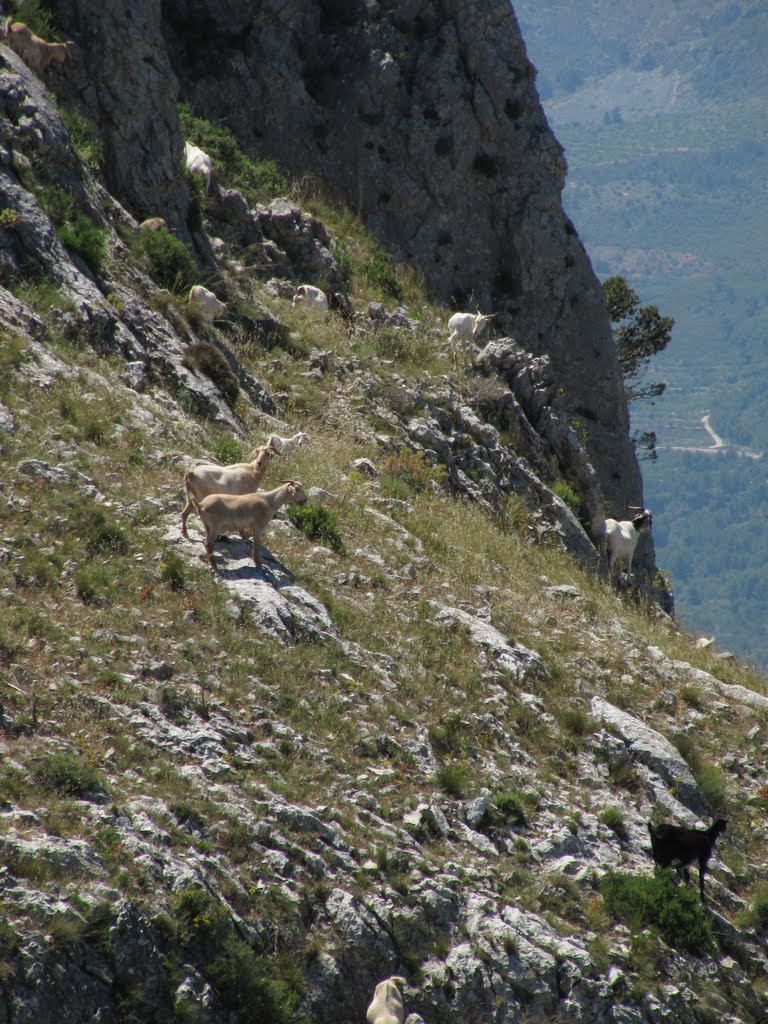 North of Guadalest in the mountains, mountain goats by Remco van D