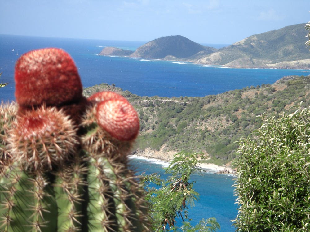 Antigua English Harbour - Kaktus by Stefan Schindler