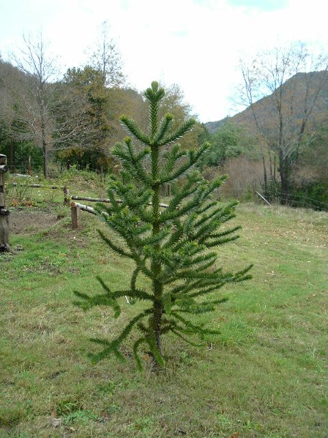 La primera araucaria by juanestebanjara