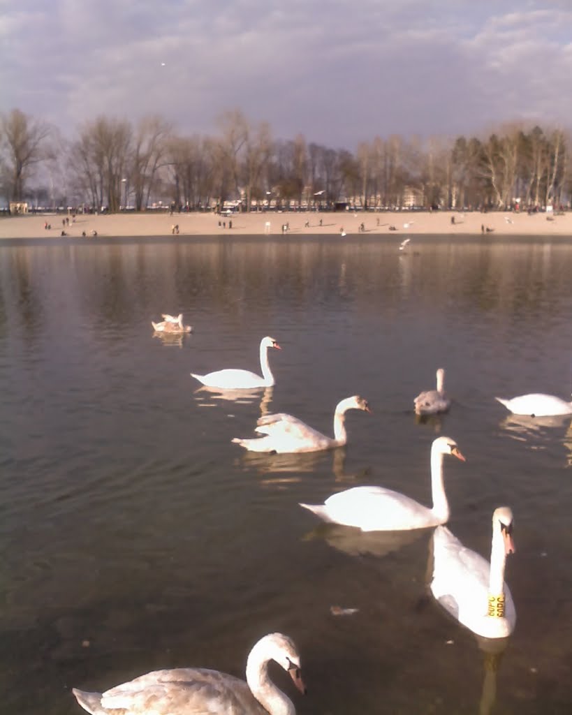 Labudovi - Swans by Sanchy