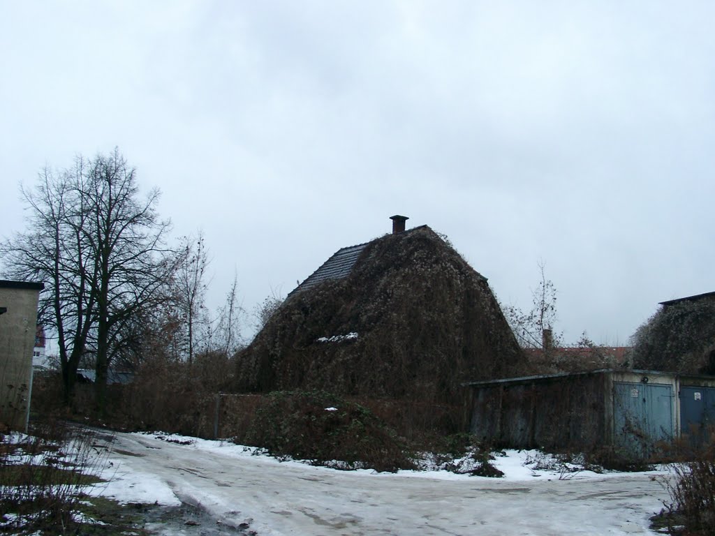 Zugewachsene Ruine, 2011 by Jörg Hofmann