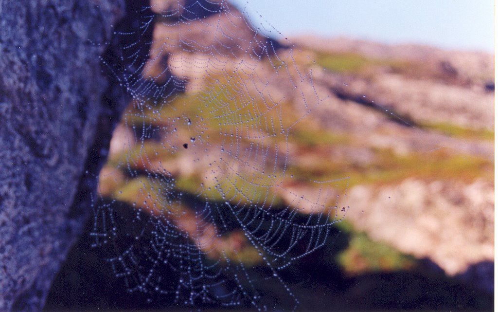 Spider Web by Eduardo Manchon