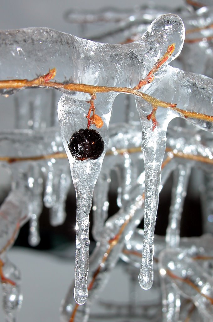 Berry Under Ice by Ron Elledge