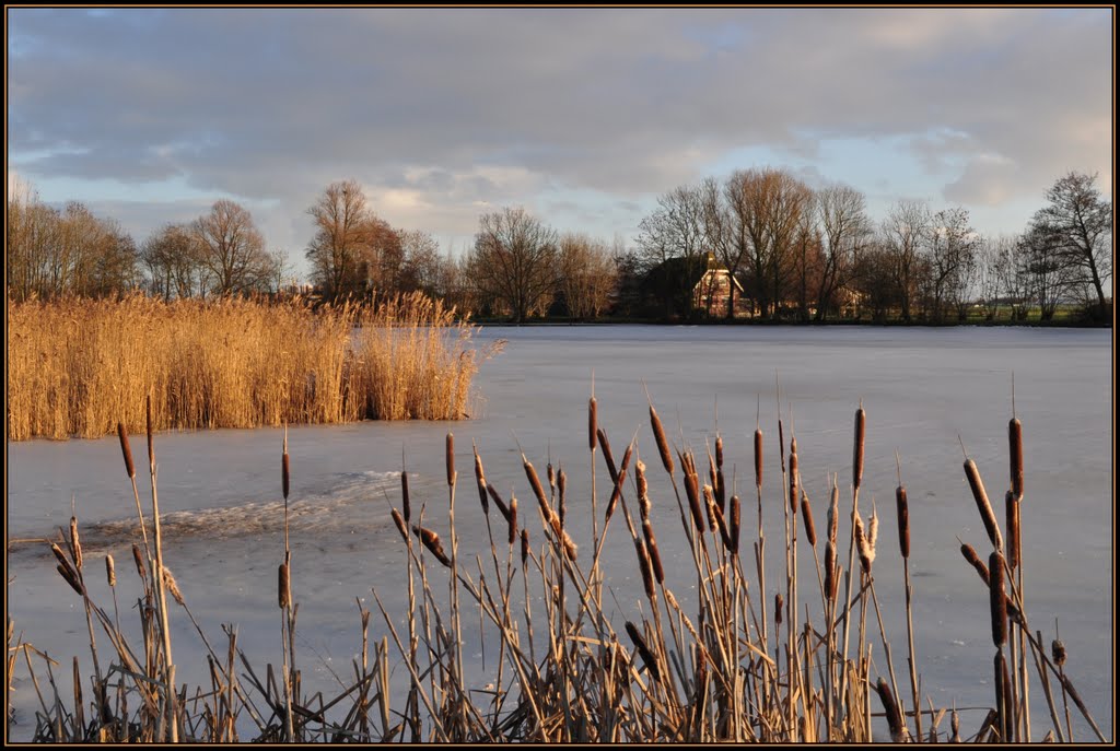 Bullrush, cattail, lisdodde framing the view by Javerburg