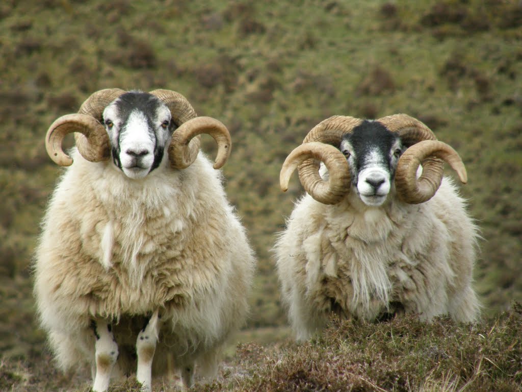 Sheep on Canna by Mvlaardingerbroek