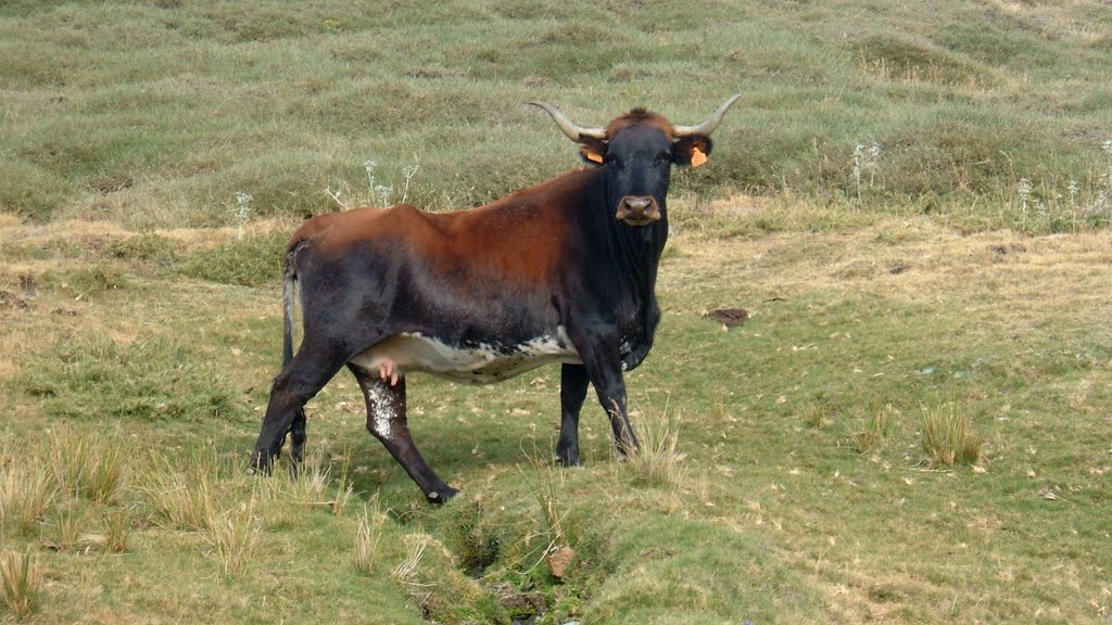 "Tora" autóctona de Sierra Nevada, D.O. Dúrcal (con el sello ecológico que garantiza su máxima calidad) by Pänta Rheî