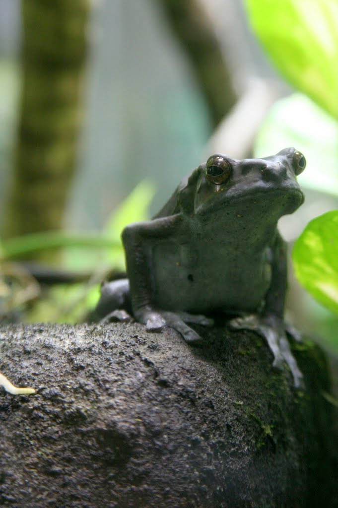 Jersey Zoological Park (Jersey Zoo, Durrell Wildlife Park), Trinity, Jersey by Hans Sterkendries