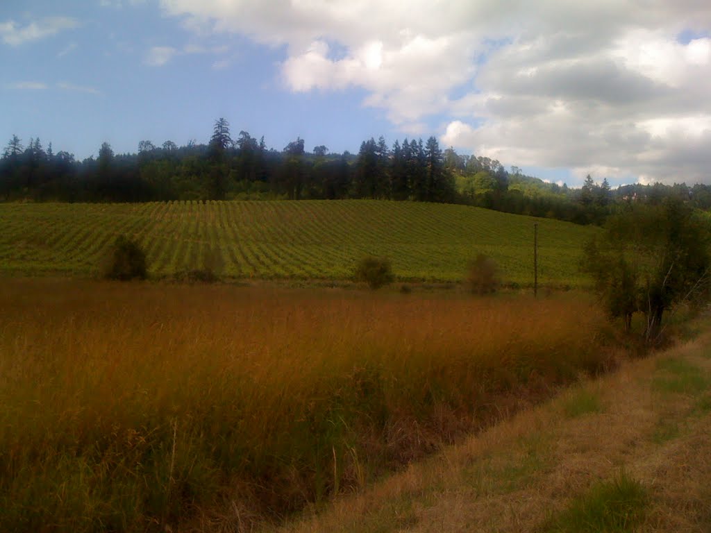 Detour to a winery off I-5 by sn1022