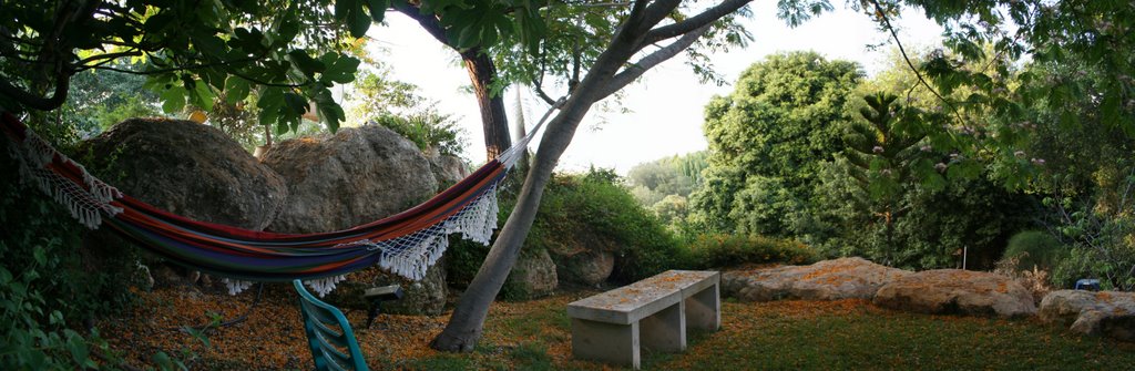 Hidden Fig & Oak Tree panorama by oronbb