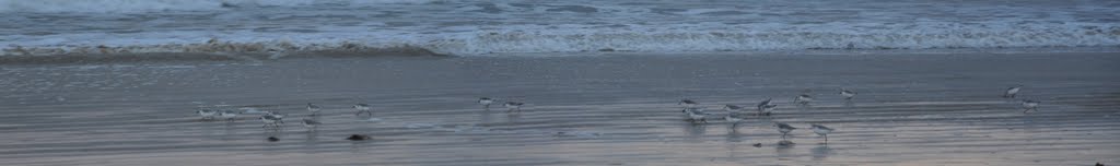 Sanderlings à Ste Barbe by Yves Le Bail