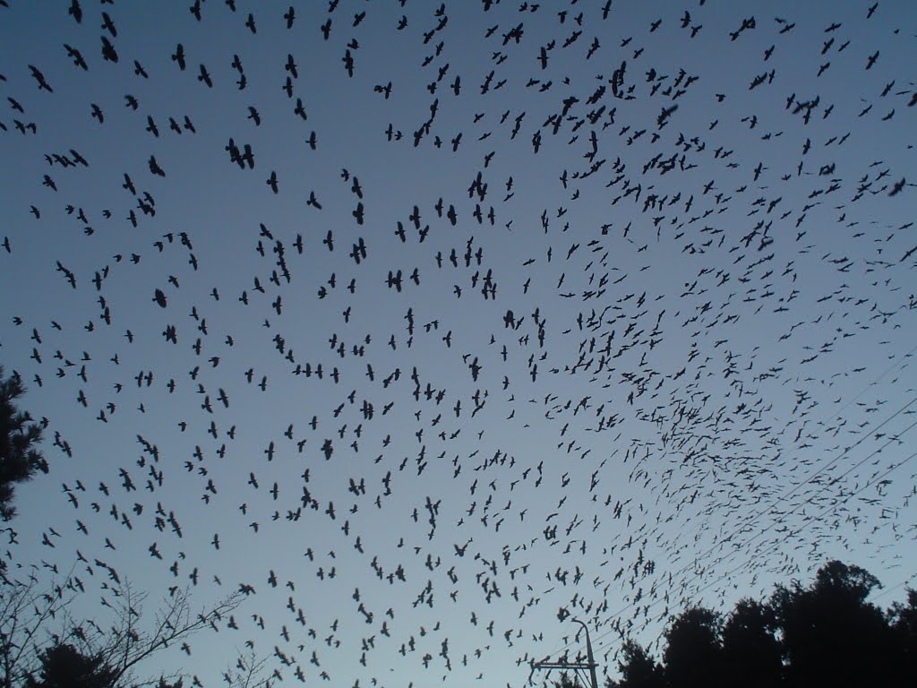 Crows in Jeolmul Forest by wanderer33333