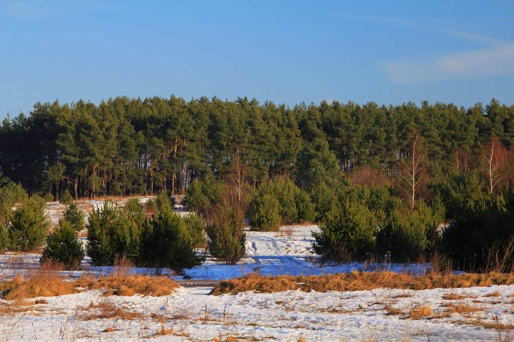 Winter meadow by Maciejk